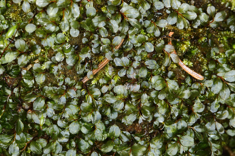 Rhizomnium punctatum